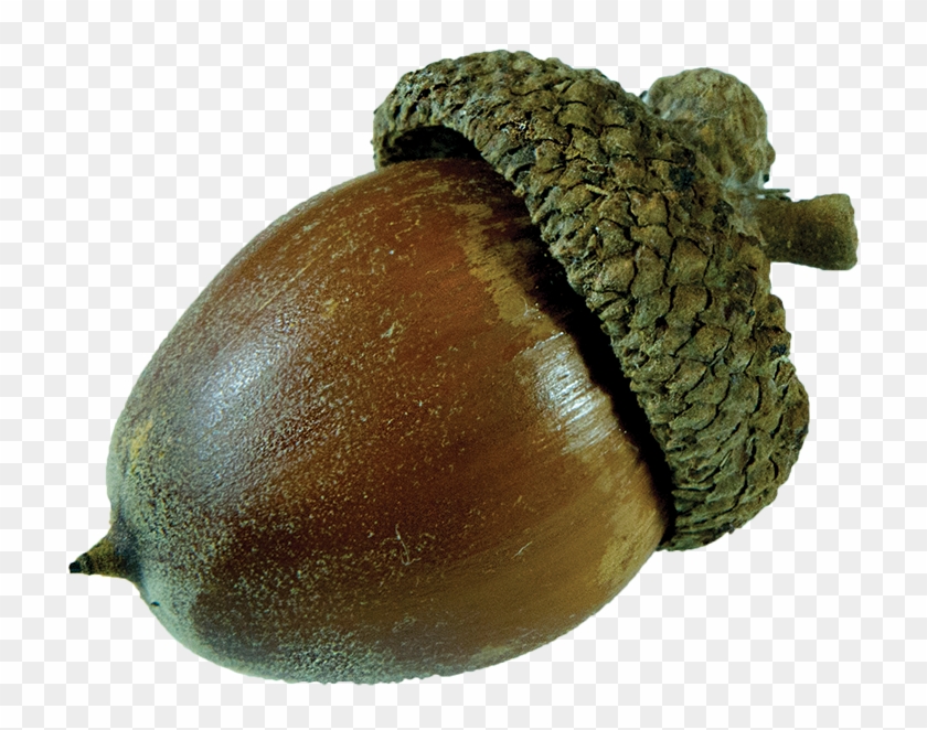 Fruit - Oak Fruit #631534