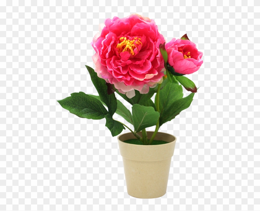 Artificial Flower Peony Cut Flowers Garden Roses - Artificial Flower Peony Cut Flowers Garden Roses #631842