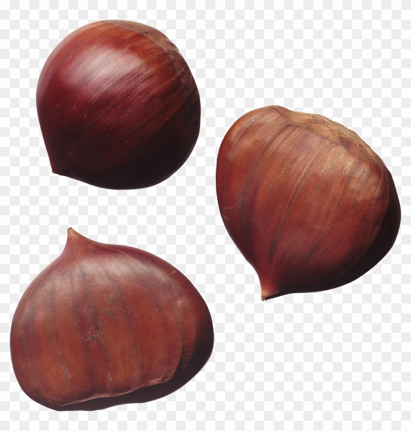Sweet Chestnut Nuts Hazelnut - Sweet Chestnut Nuts Hazelnut #632787