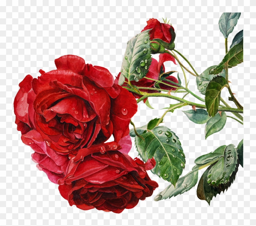 Watercolor Painting Beach Rose Colored Pencil - Yuelian 5pcs Women Rose Body Art Stickers Removable #632149