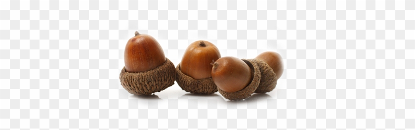 "great Oaks From Little Acorns Grow" - Acorn #632857