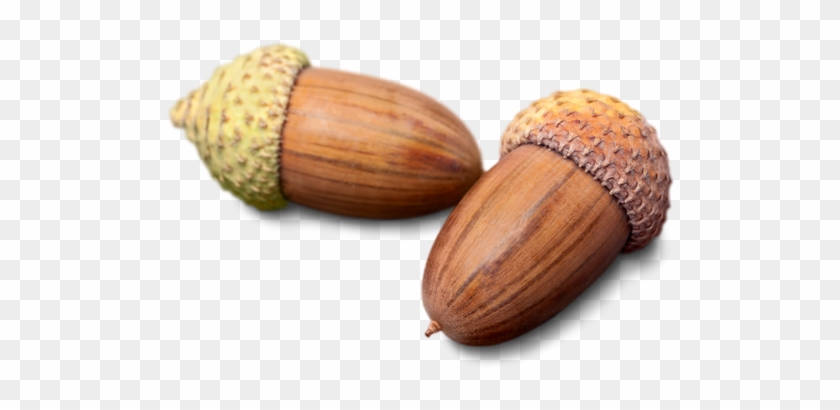Couple Of Acorns Seed - Fruit #632889