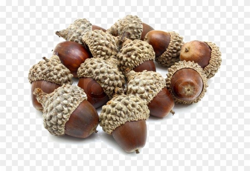 Acorn Png Photo - Acorn #632900