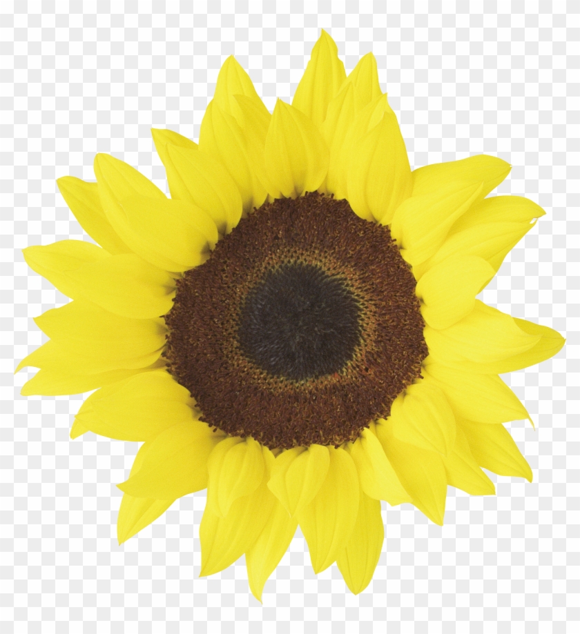 Free Png Sunflower Png Images Transparent - Sunflower Wedding Clip Art Free #633657