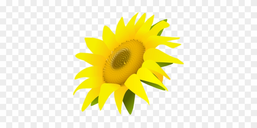 Sunflower Png - Portable Network Graphics #633660
