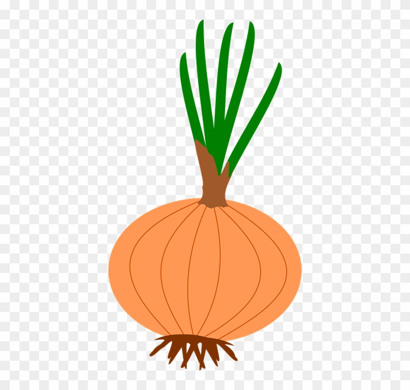 Onion Cliparts - Onion #633794