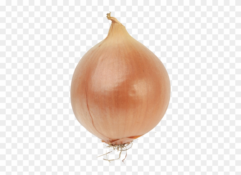 Onion Clipart Transparent - Onion Transparent #633923