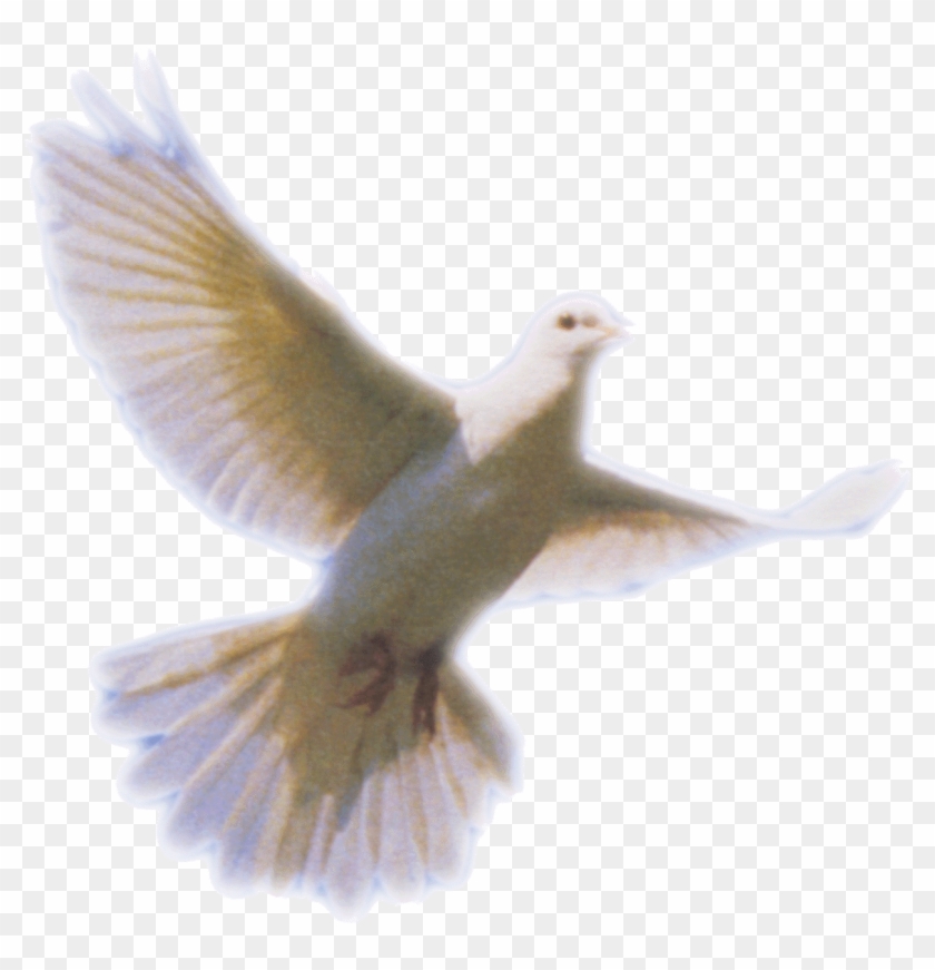 Dove Png Clip Art Image - Holy Spirit Dove Symbol #112518