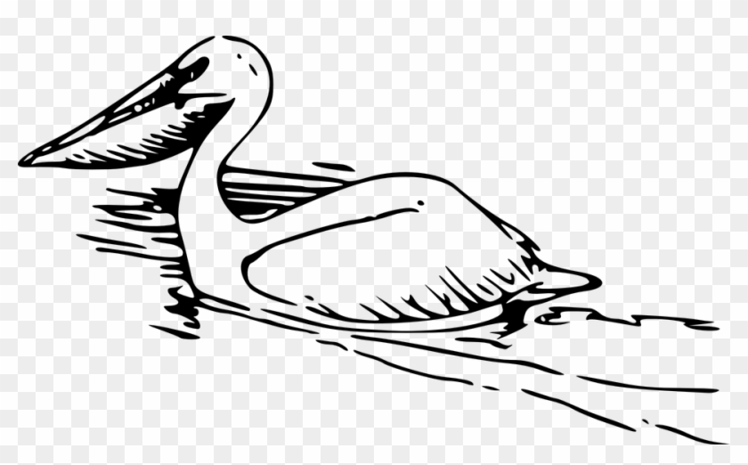 Pelican Bird Swimming Water Large Beak Swim - Pelican Clipart Black And White #112522