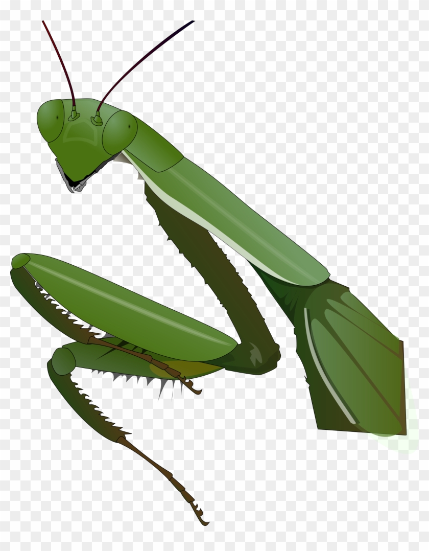 Free Vector Praying Mantis Clip Art - Praying Mantis Png #114019