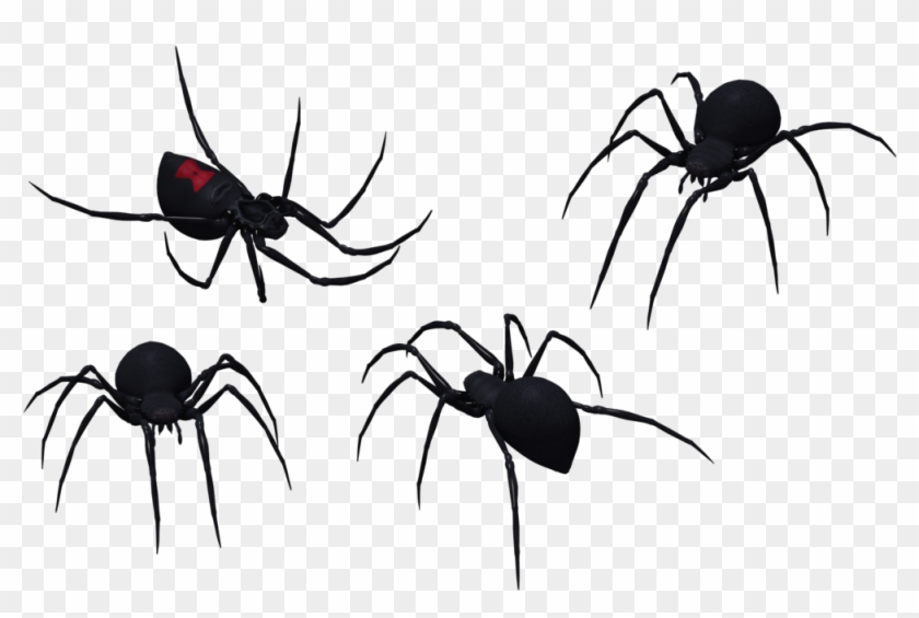 Black Widow Spider Set 09 By Free Stock By Wayne On - Black Widow Spider Art #114307
