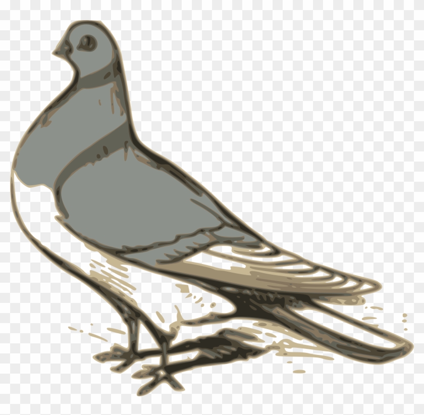 Big Image - Pigeon Illustration #115282