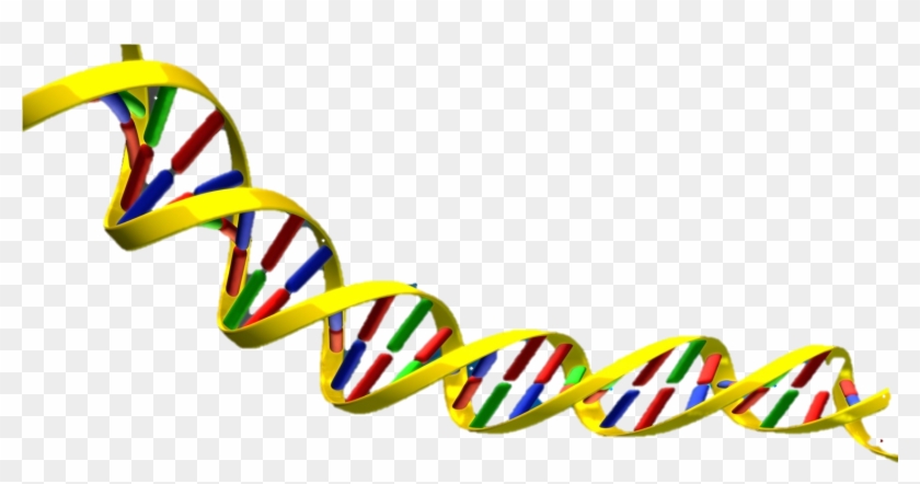 Science Clipart Dna - Dna Double Helix Png #117270