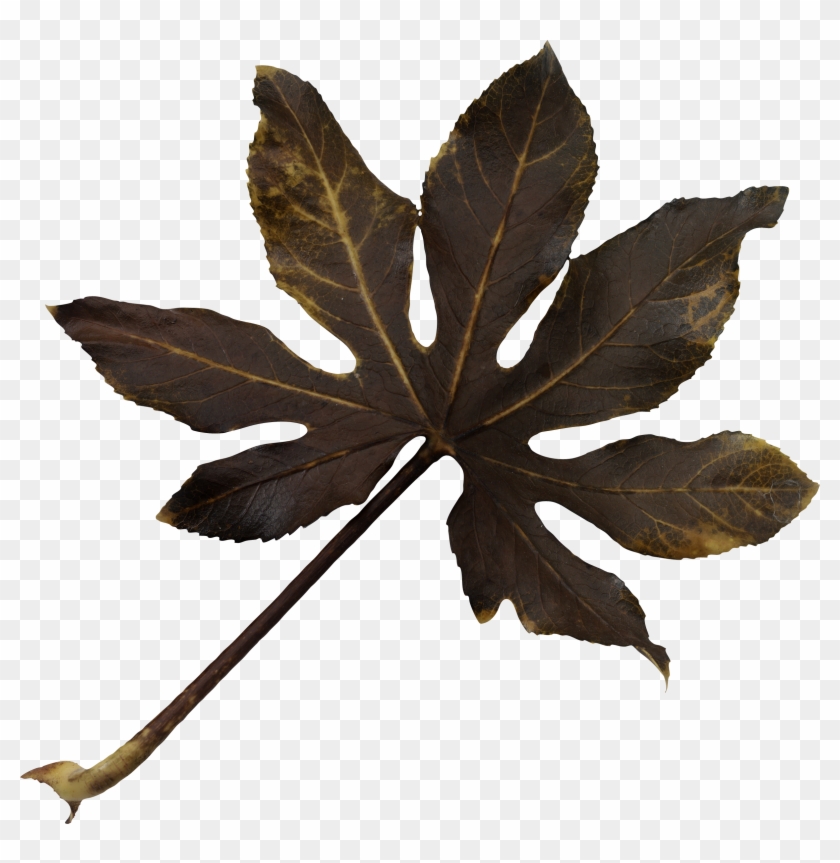 Leaf Yellow Orange Clip Art - Leaf Yellow Orange Clip Art #635014