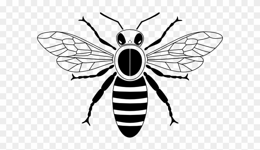 Honeycomb Clip Art - Honey Bee Black And White #634804