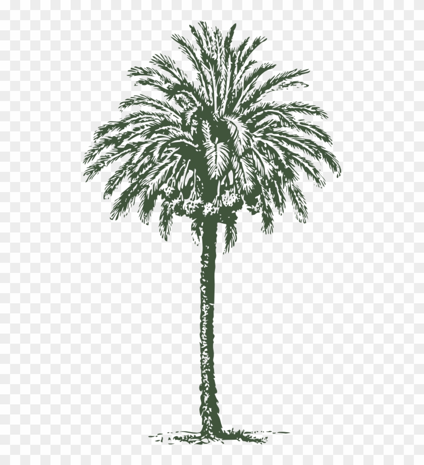 Date Palm - 3drose Pink Vintage Palm Tree - Summer - Travel - Tropical #635592