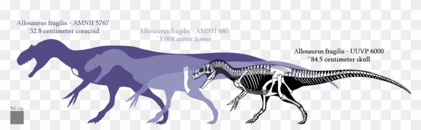 Posted Image - Amnh 680 #636040