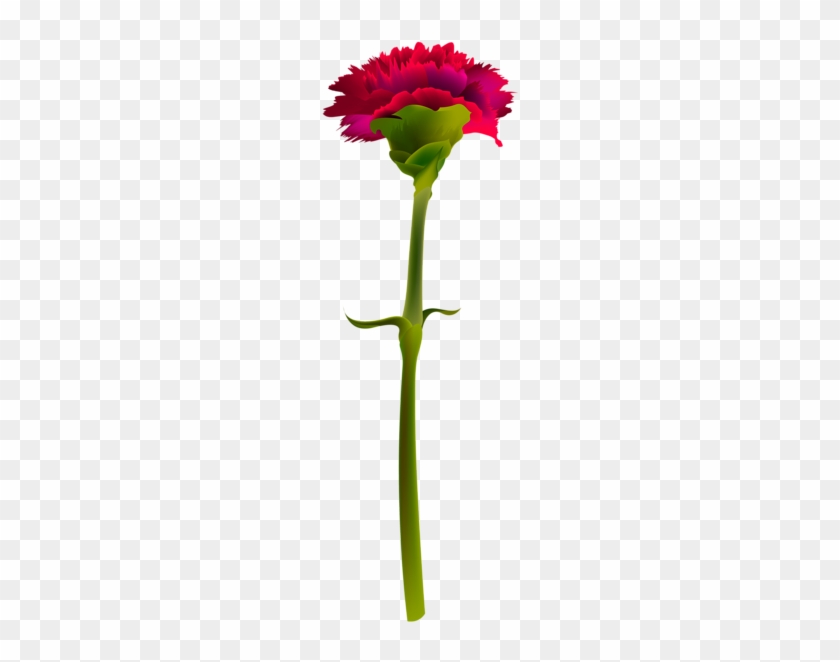 Red Carnation Png Clipart Image - Carnation #636571