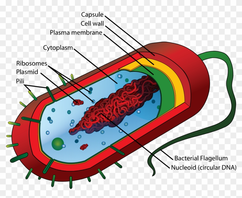 Bacteria Clipart Cell Biology - Qeliza Prokariote #637168