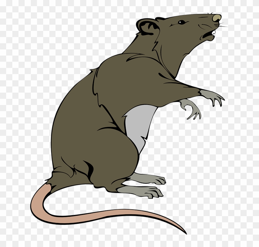 Laboratory White Rat Scientist Vector Cartoon Vector - Dead Rat Clip Art #638362