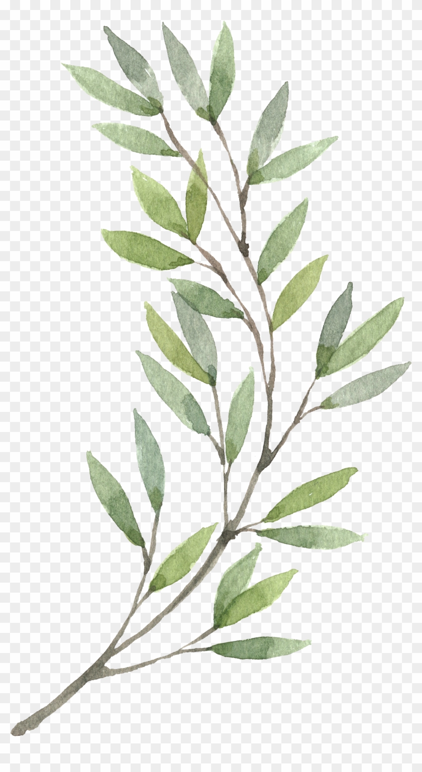 Corona De Pintura A La Acuarela De Flores Clip Art - Olive Branch Watercolor Png #638417