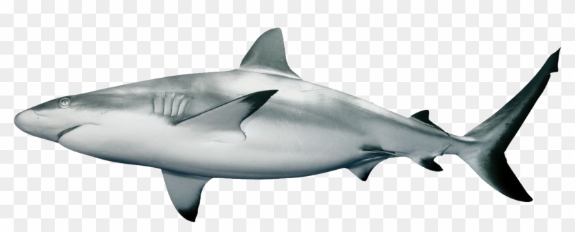 Bull Shark Clipart Transparent Background - Shark Png #638482
