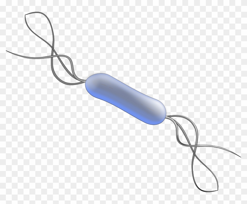 Clip Art Tags - Real Bacteria Png #639331