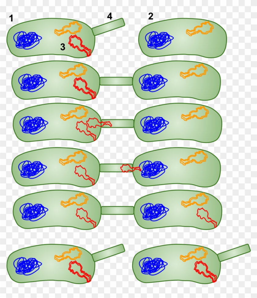 Open - Bacterial Conjunction #639409