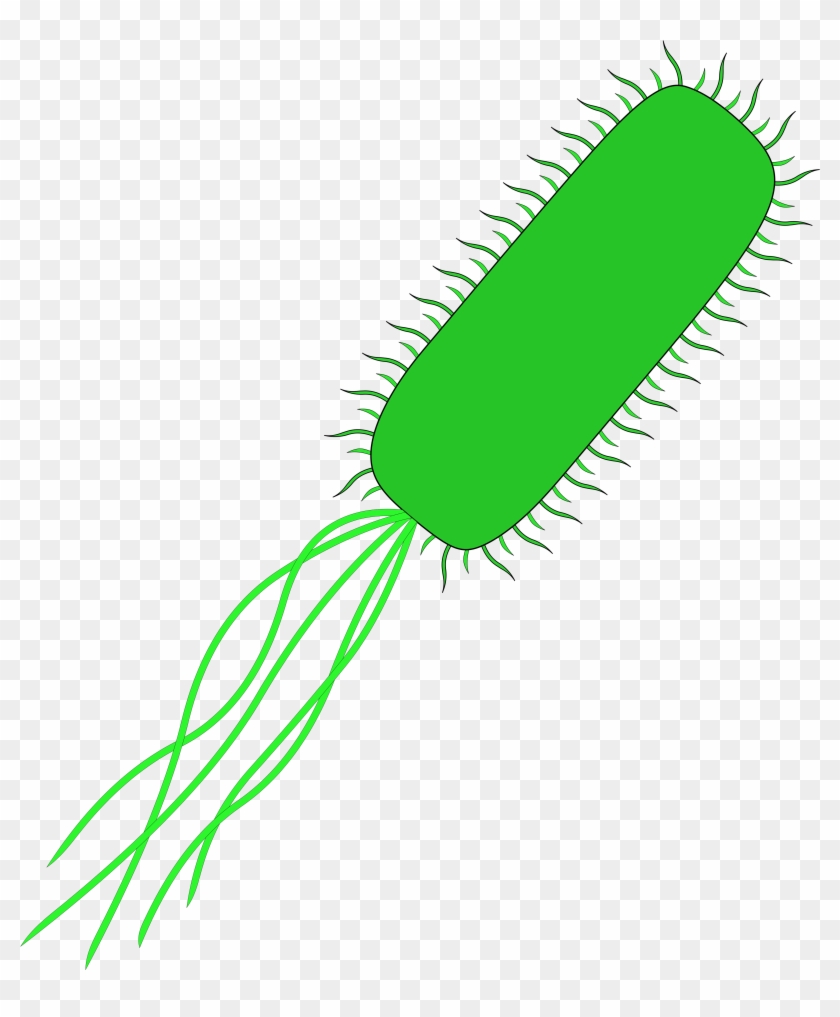 Coli Chromosome Abnormality Bacteria Clip Art - E Coli With No Background #639493