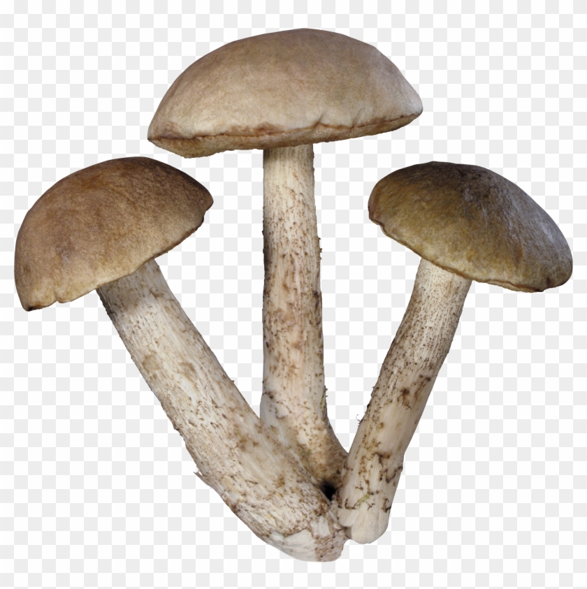 Download - Mushroom Png #639500