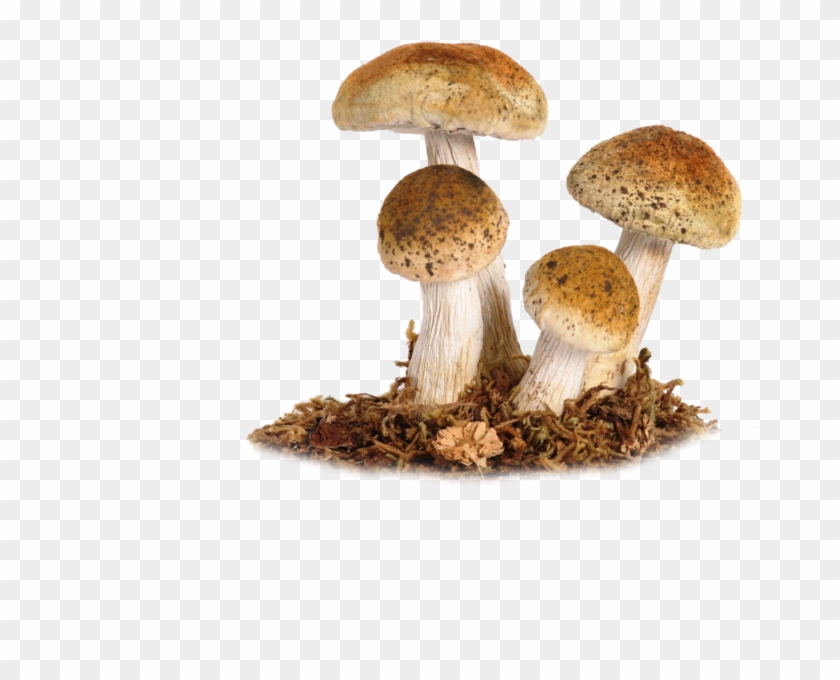 Mushroom Png Image - Fungi Transparent Background Gif #639551