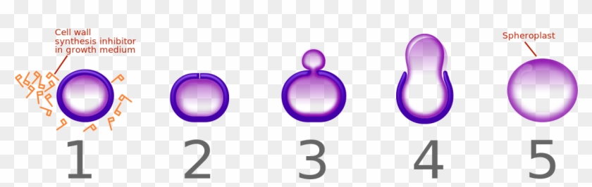 Bacteria That Attempt To Grow And Divide In The Presence - Penicillin #639563