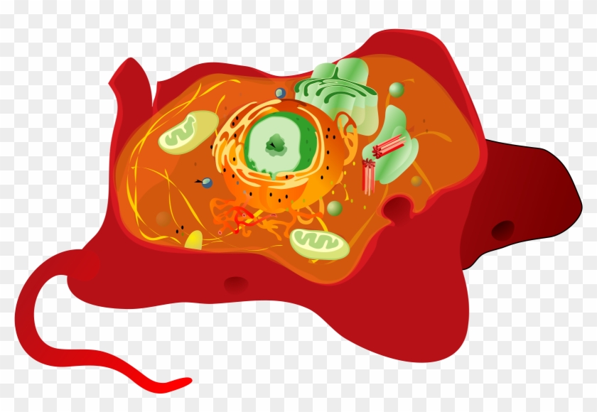 Open - Cytoskeleton In A Cell #640122