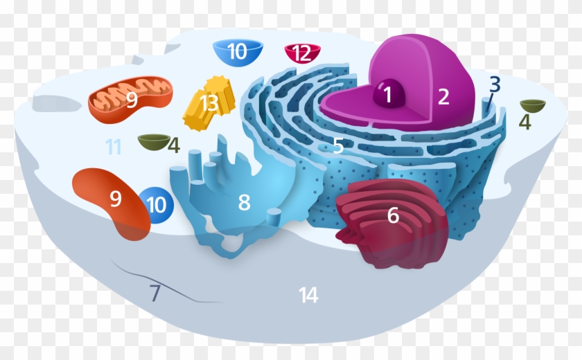 Animal Cell Unannotated - Animal Cell Without Labels #640133