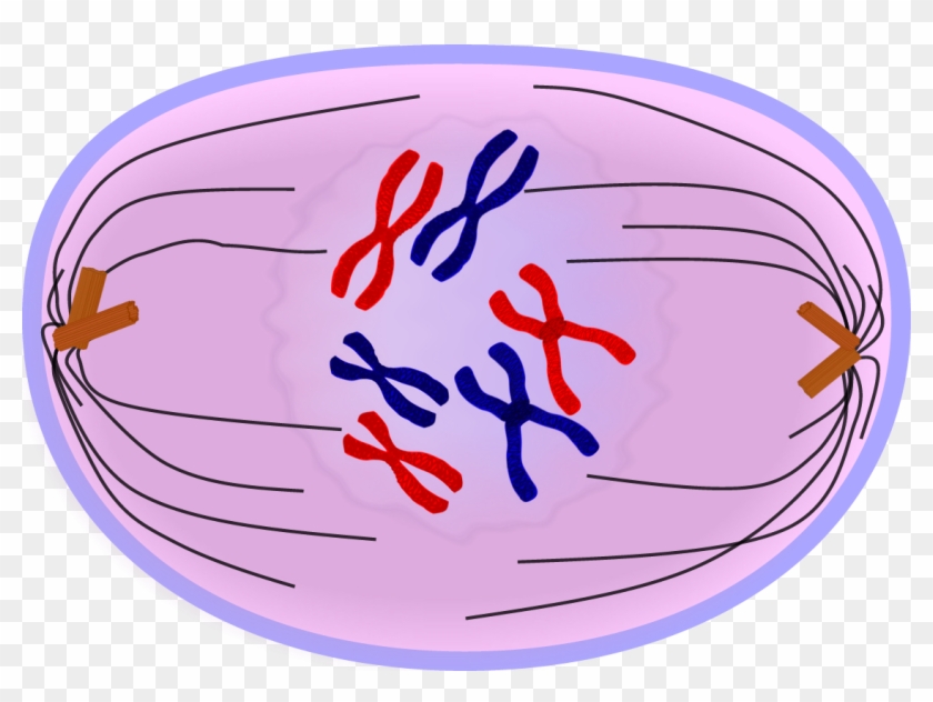 Prometaphase Of Mitosis - Cell Prophase #640135
