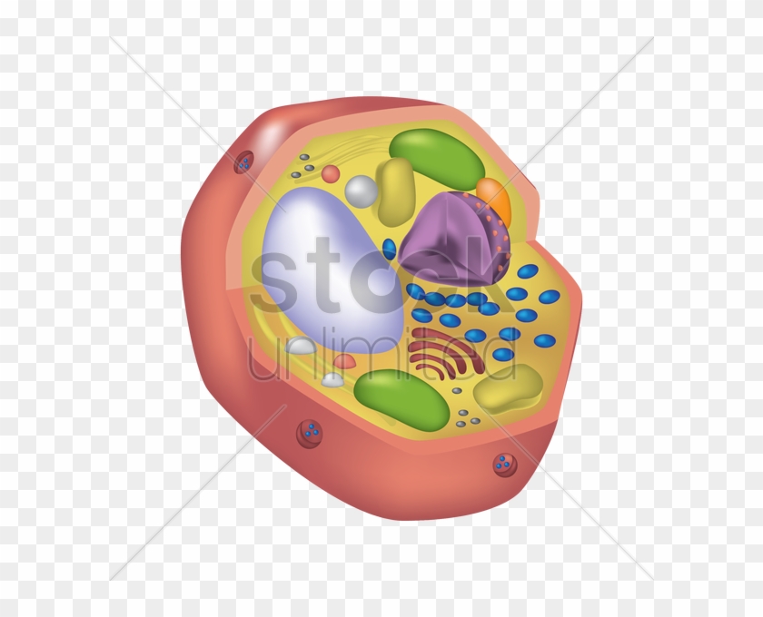 Animal Cell V矢量图形 - Animal Cell V矢量图形 #640154