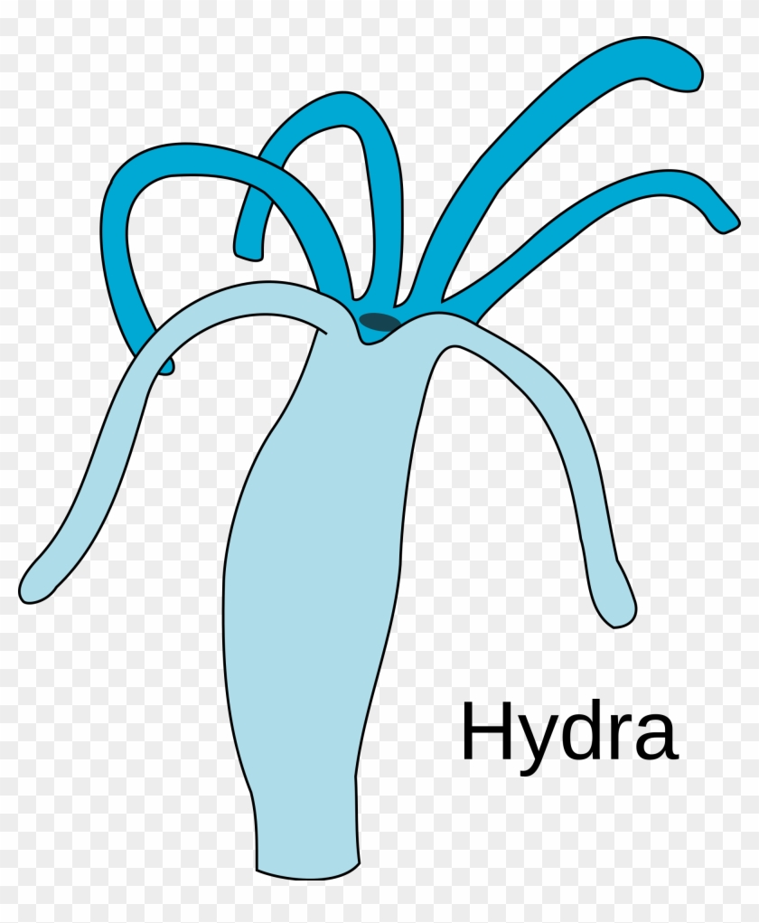 Open - Hydra Specimen #640166