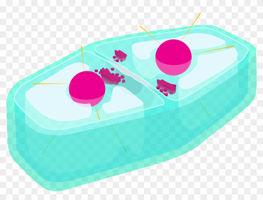 Plant Cell Cytokinesis Raft Free Transparent Png Clipart Images Download