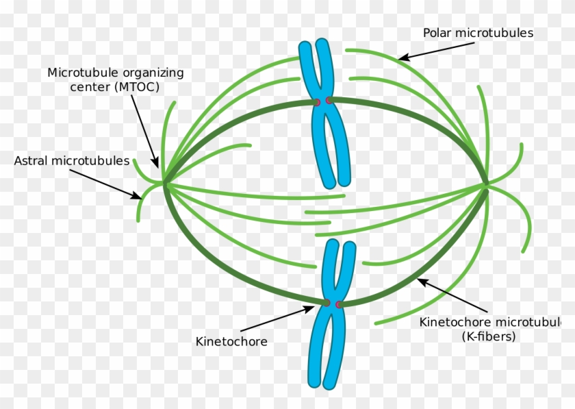 This Diagram Depicts The Organization Of A Typical Biology Diagrams
