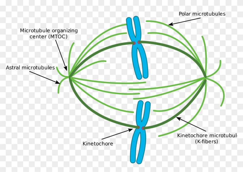This Diagram Depicts The Organization Of A Typical - Microtubules Mitosis #640229