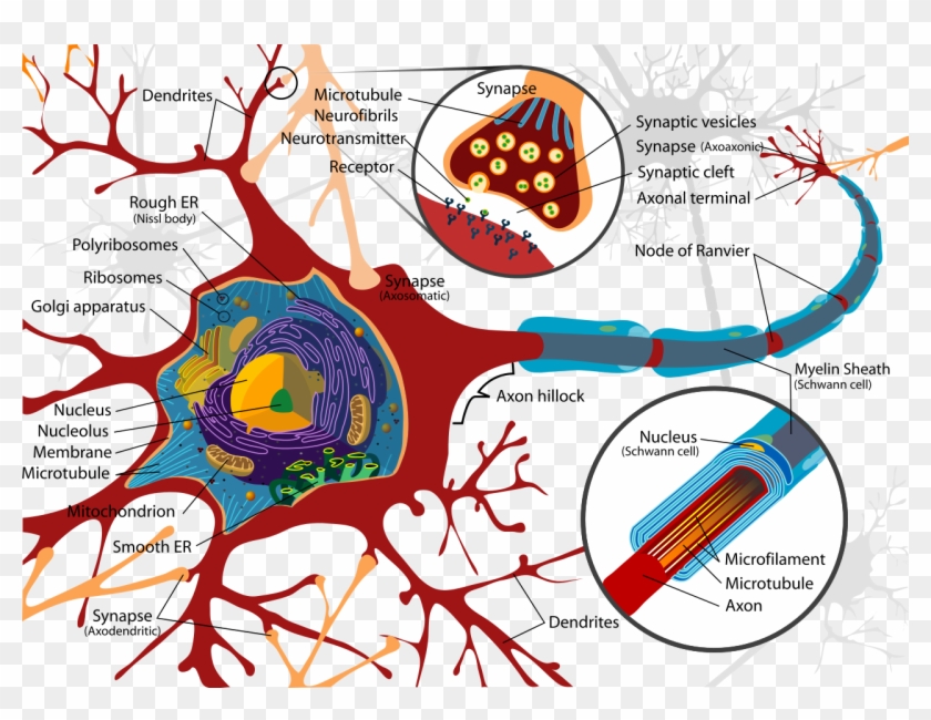Anatomy Of Brain Cells - Difference Between Schwann Cells And Myelin Sheath #640233