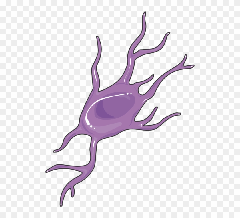 Cns Cell Lines Oligodendrocyte Precursors - Cyclooxygenase #640236