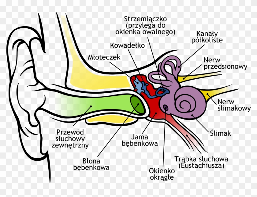 Anatomy Of The Human Ear File Pl Svg Wikimedia Commons - Does The Ear Work #640513