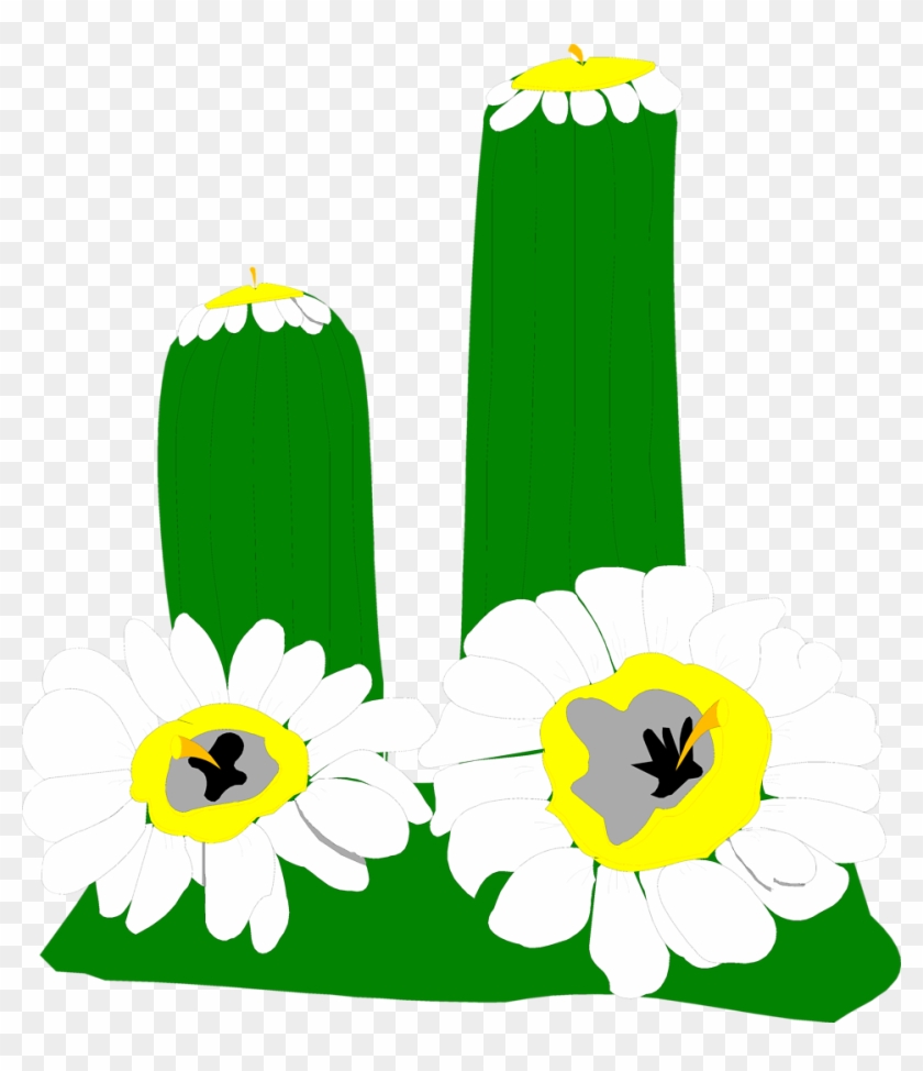 Illustration Of A Cactus With White Flowers - Illustration #643081