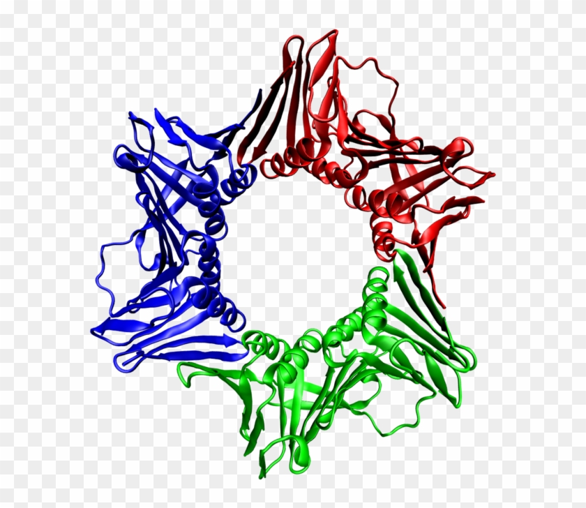 Top And Side Views Of A Homotrimer Of The Human Pcna - Proteina Pcna #643877