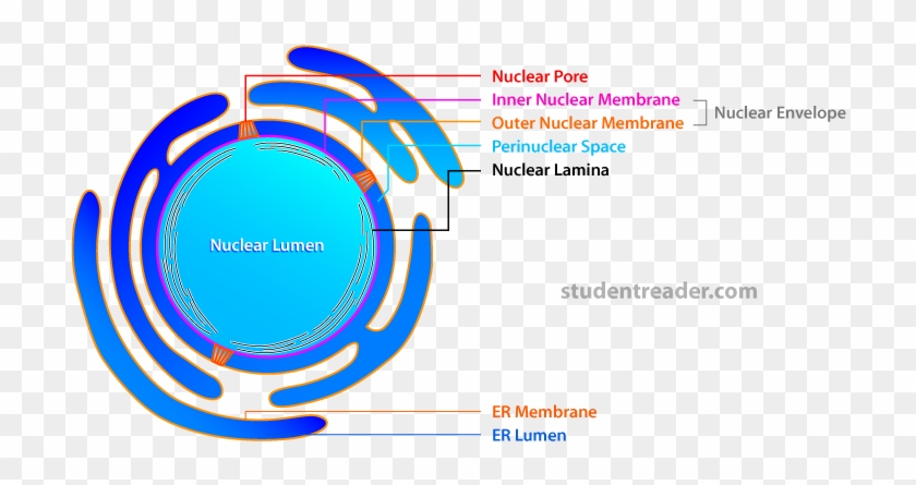 Simple Animal Cell Diagram - Nucleus In Simple Diagram #644658