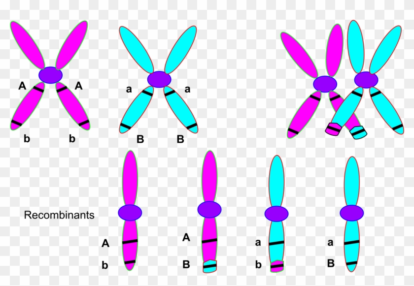 Bio Clipart Cytology - Chromosomes During Crossing Over #645024