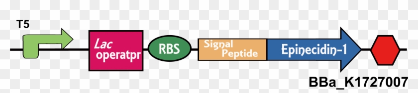 We Used T5 Promoter, Lac Operator, Rbs, Terminator - Circle #645238