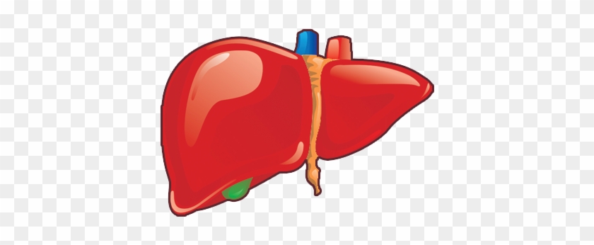 Liver Report Plugin - Liver Png #645429