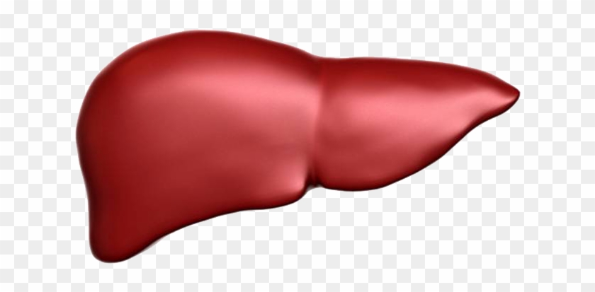 Home - Liver #645538